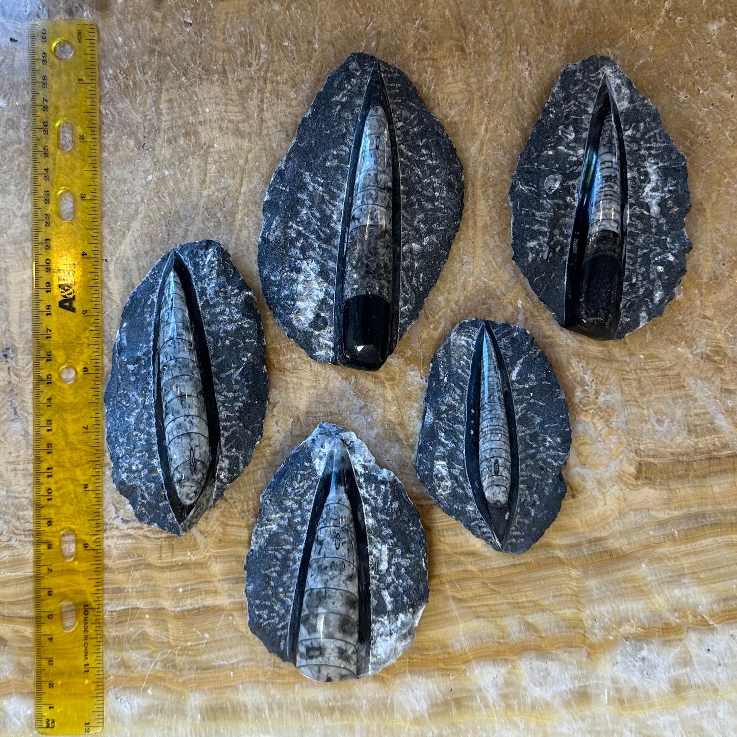 Orthoceras Fossil in Black Limestone