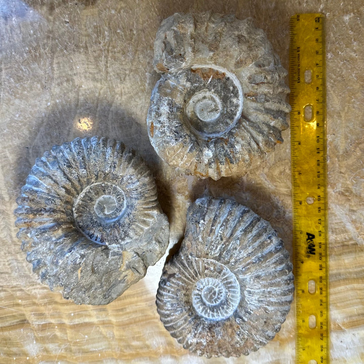 Ammonite Fossil from Morocco