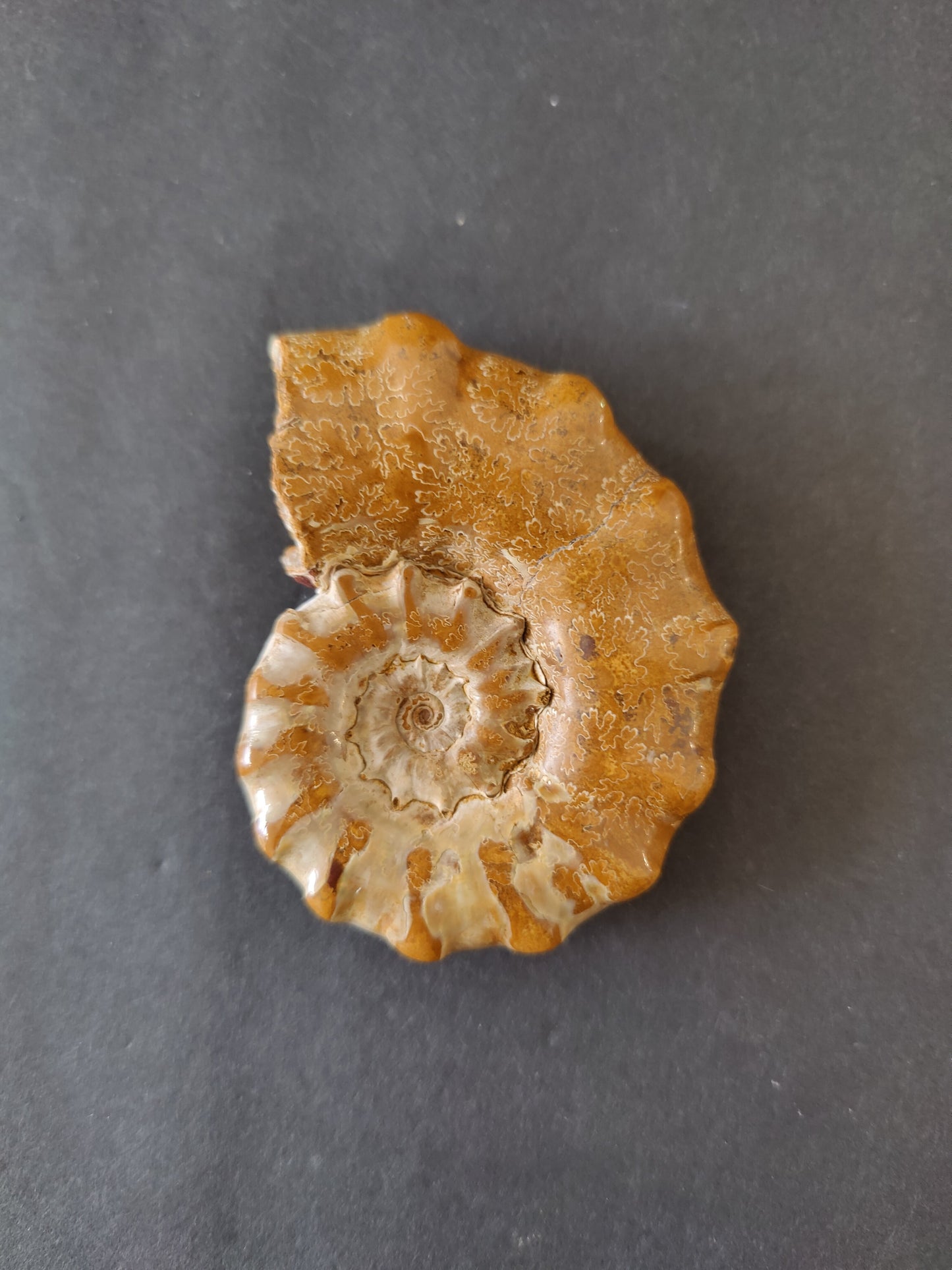 Polished Ammonite Fossil, Late Jurassic, Madagascar