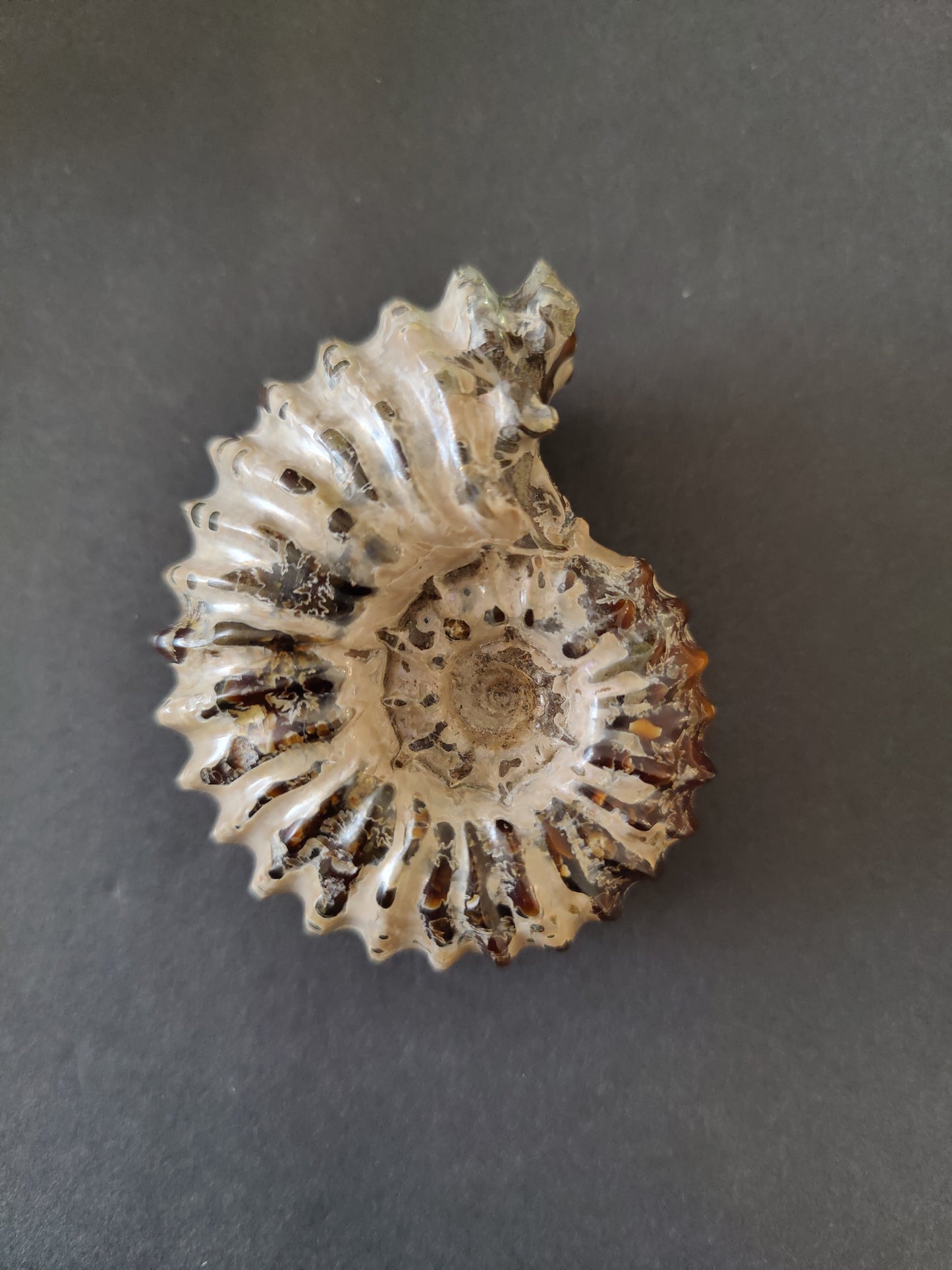Polished Ammonite Fossil, Early Cretaceous, Madagascar