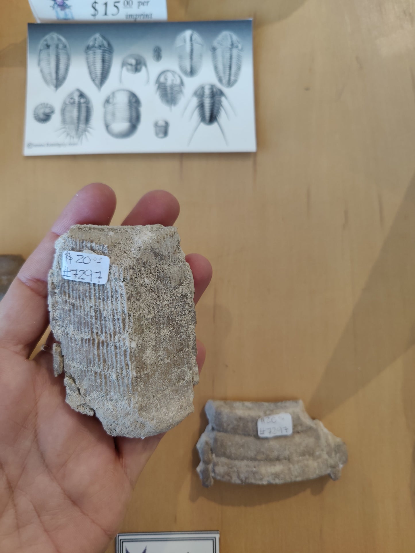 Stingray Mouth Plate Fossil LG
