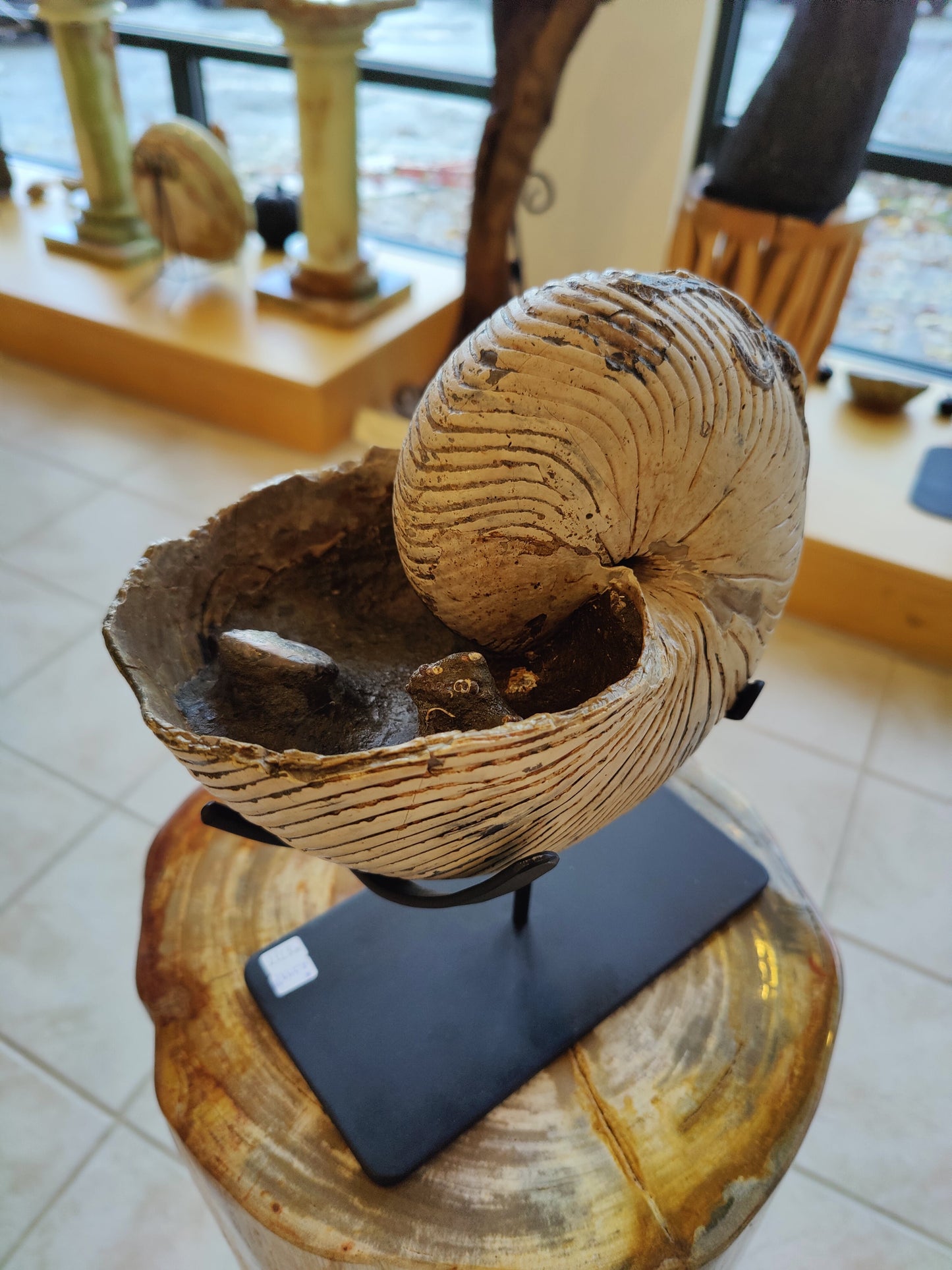 Nautiloid Fossil with Display Stand, Early Cretaceous, Madagascar