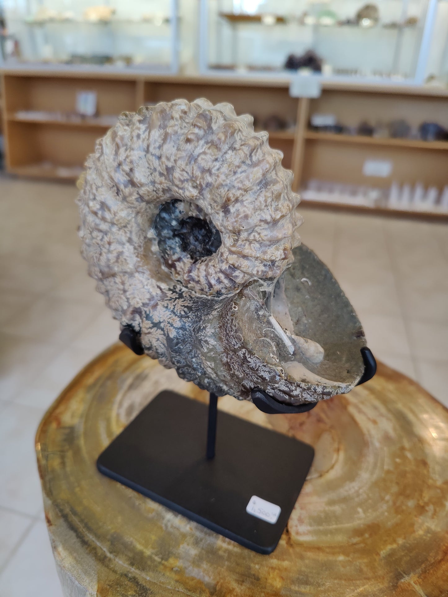 Ammonite Fossils with Display Stand, Early Cretaceous, Madagascar