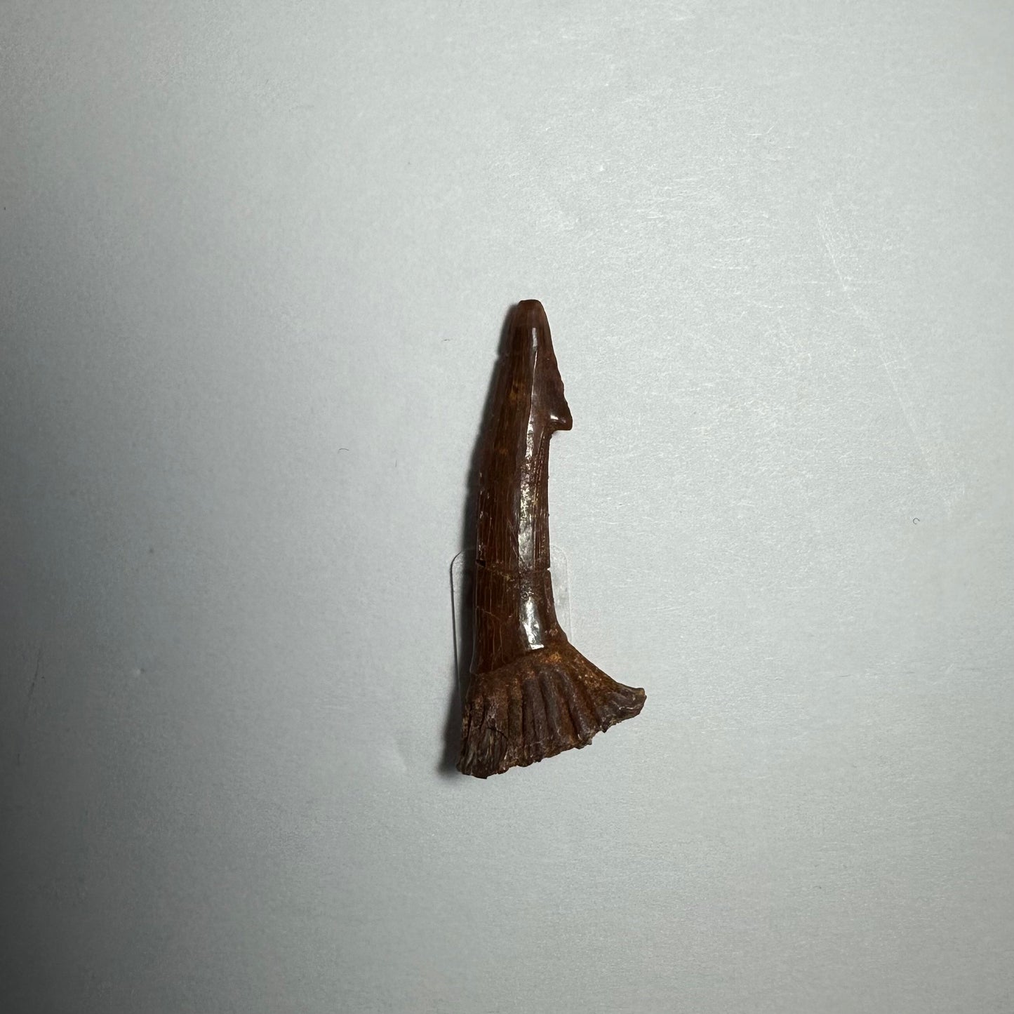 Onchopristis Barb/Tooth (SM) from Morocco