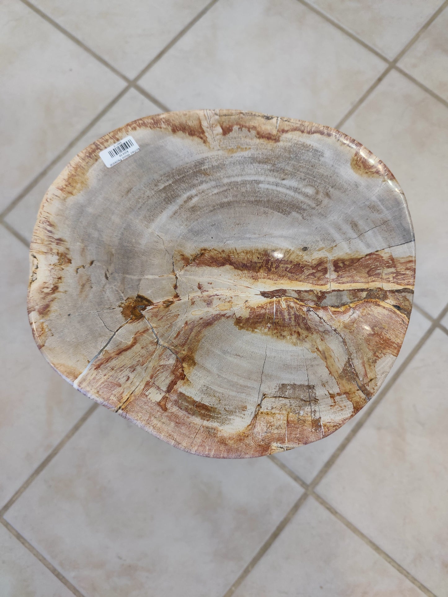 Petrified Wood Pedestal