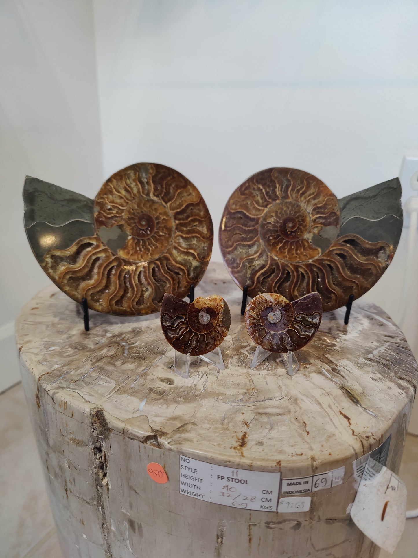 Polished Ammonite Fossil Half