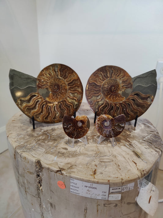 Polished Ammonite Fossil Half
