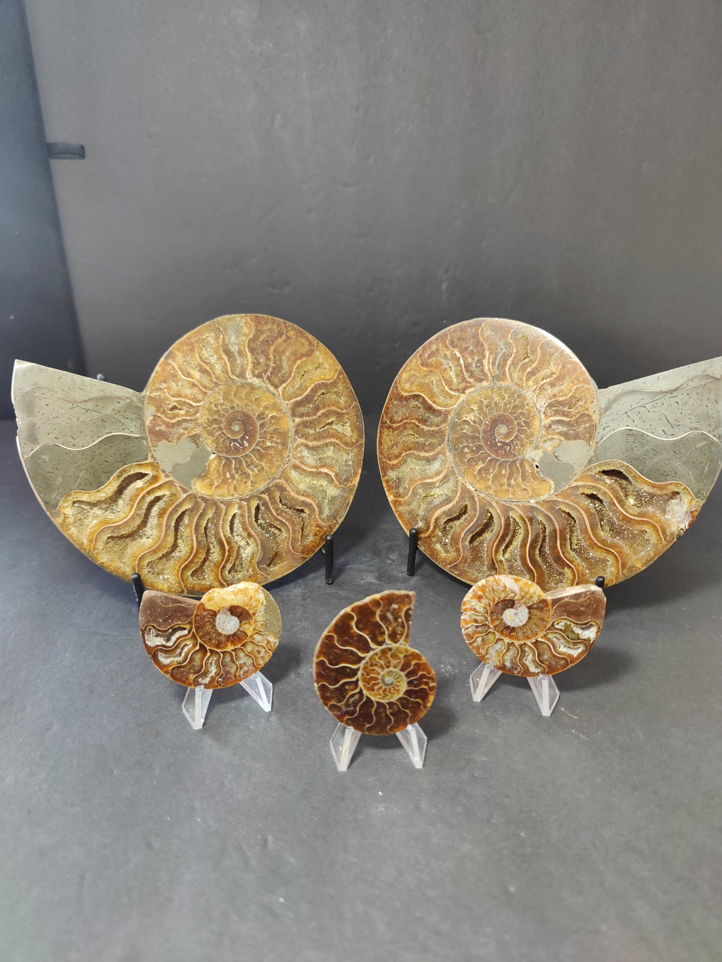 Polished Ammonite Fossil Half