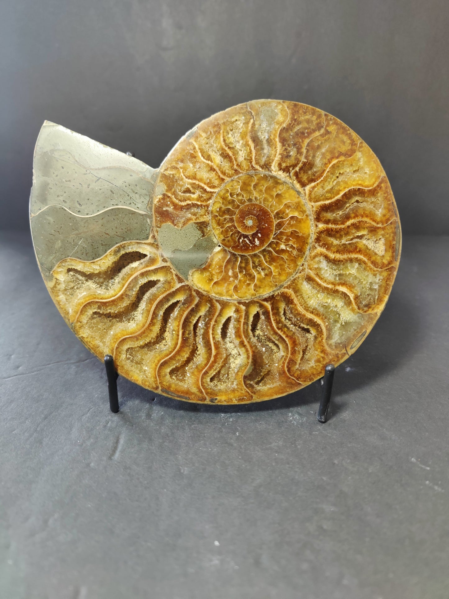 Polished Ammonite Fossil Half