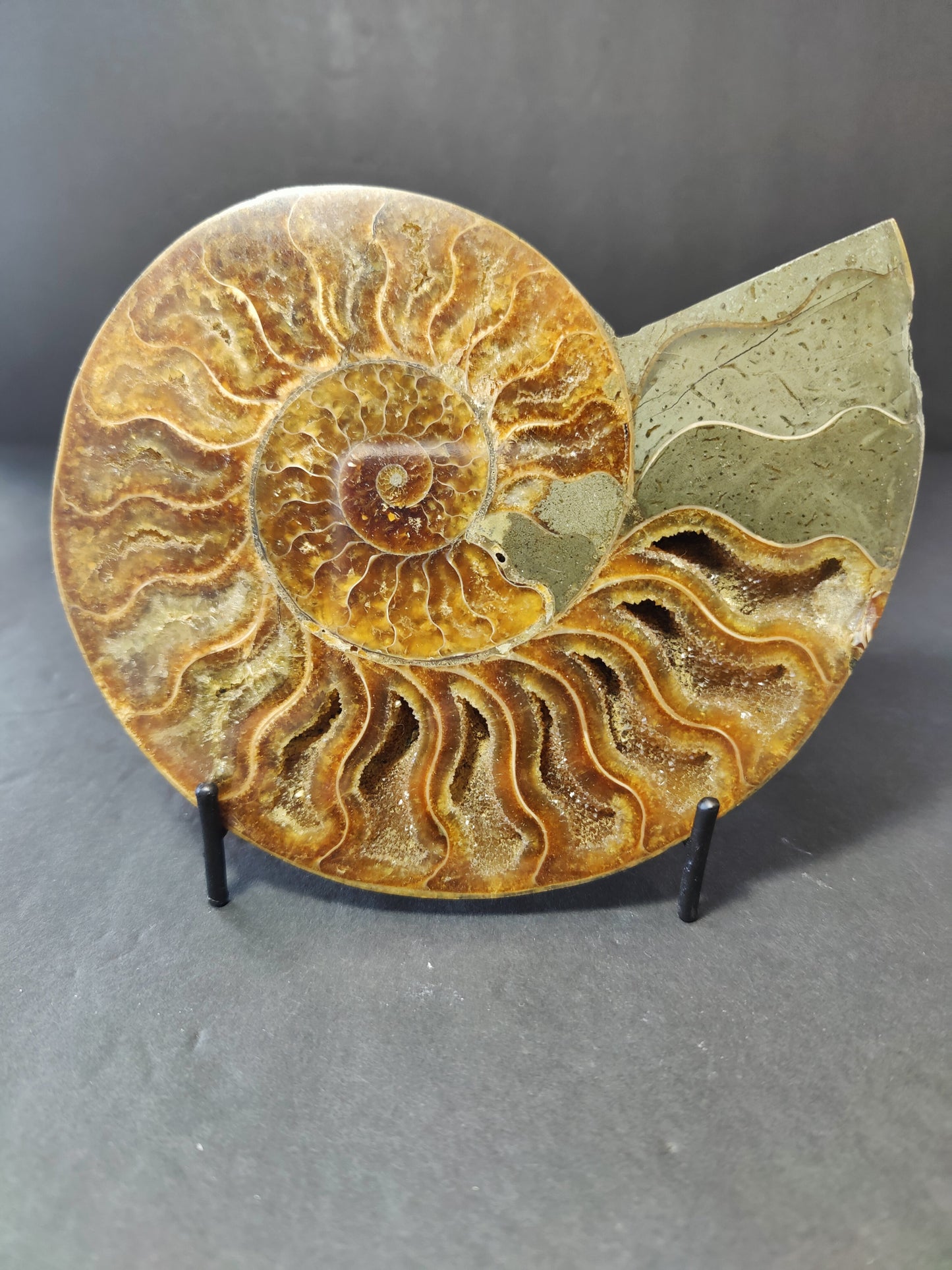 Polished Ammonite Fossil Half