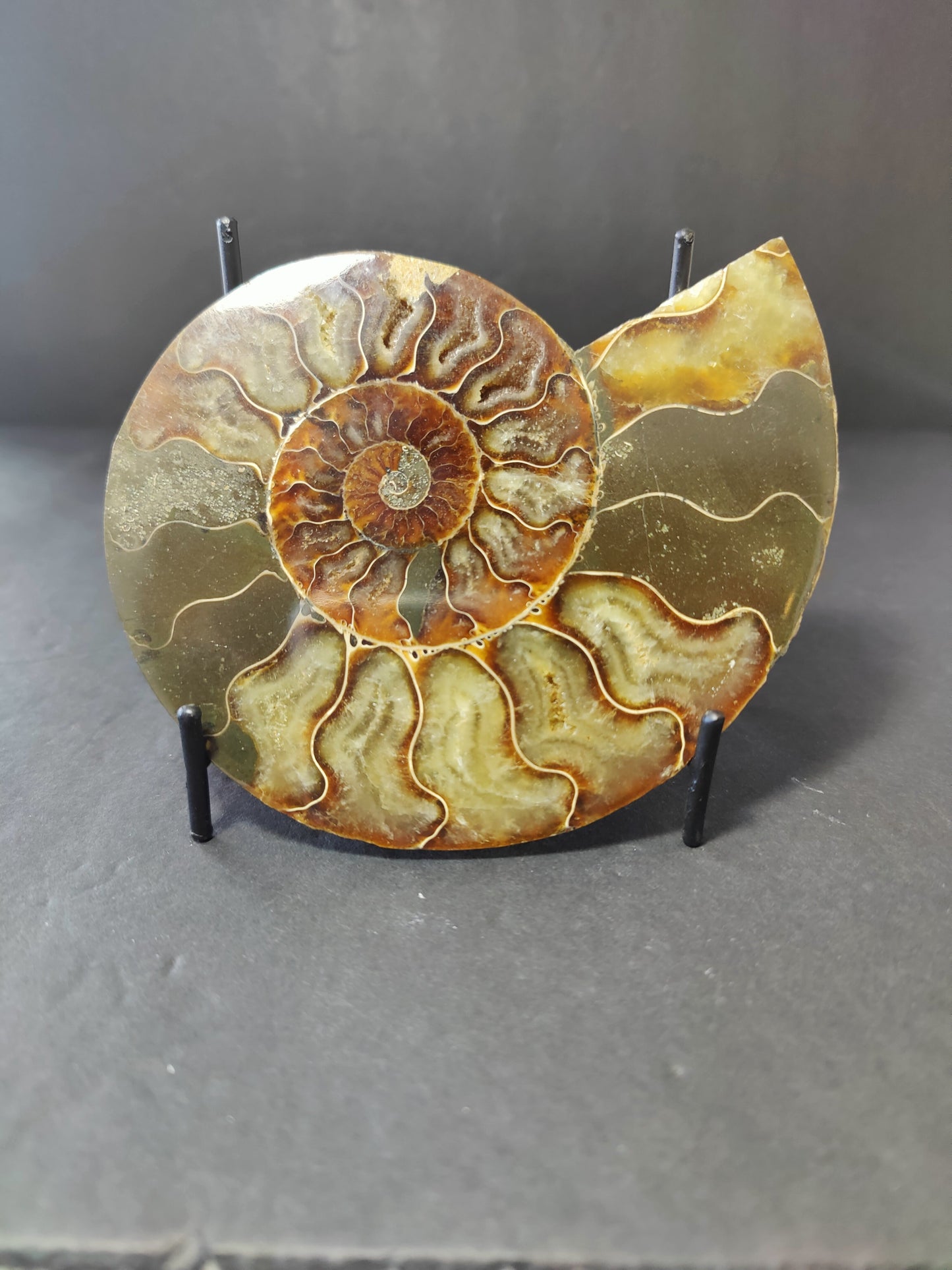 Polished Ammonite Fossil Half