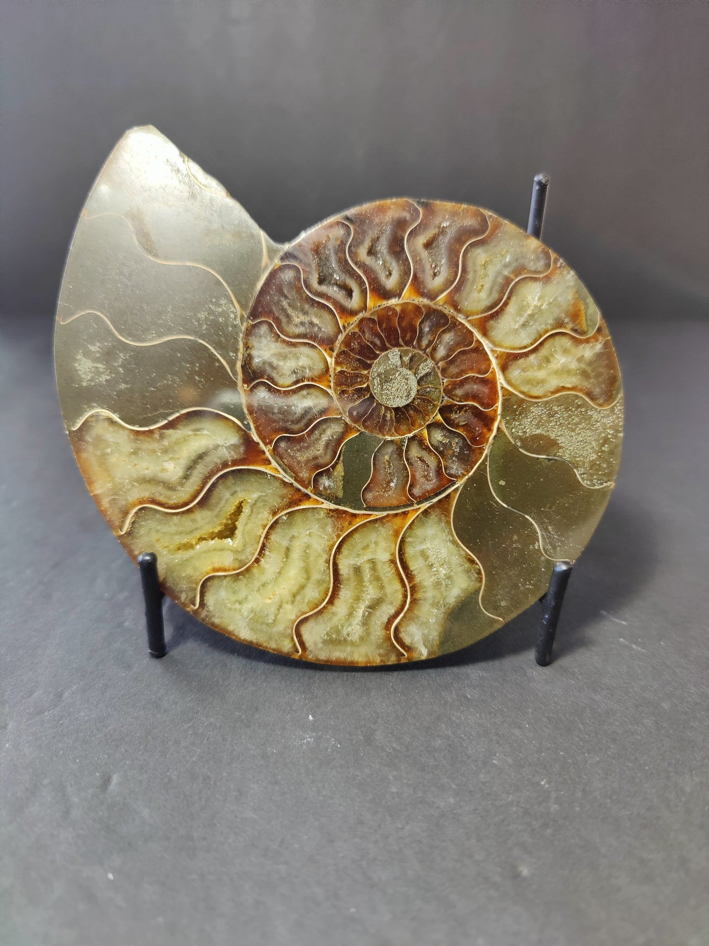 Polished Ammonite Fossil Half