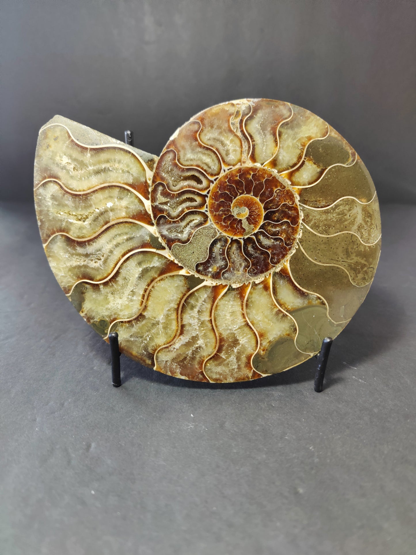 Polished Ammonite Fossil Half