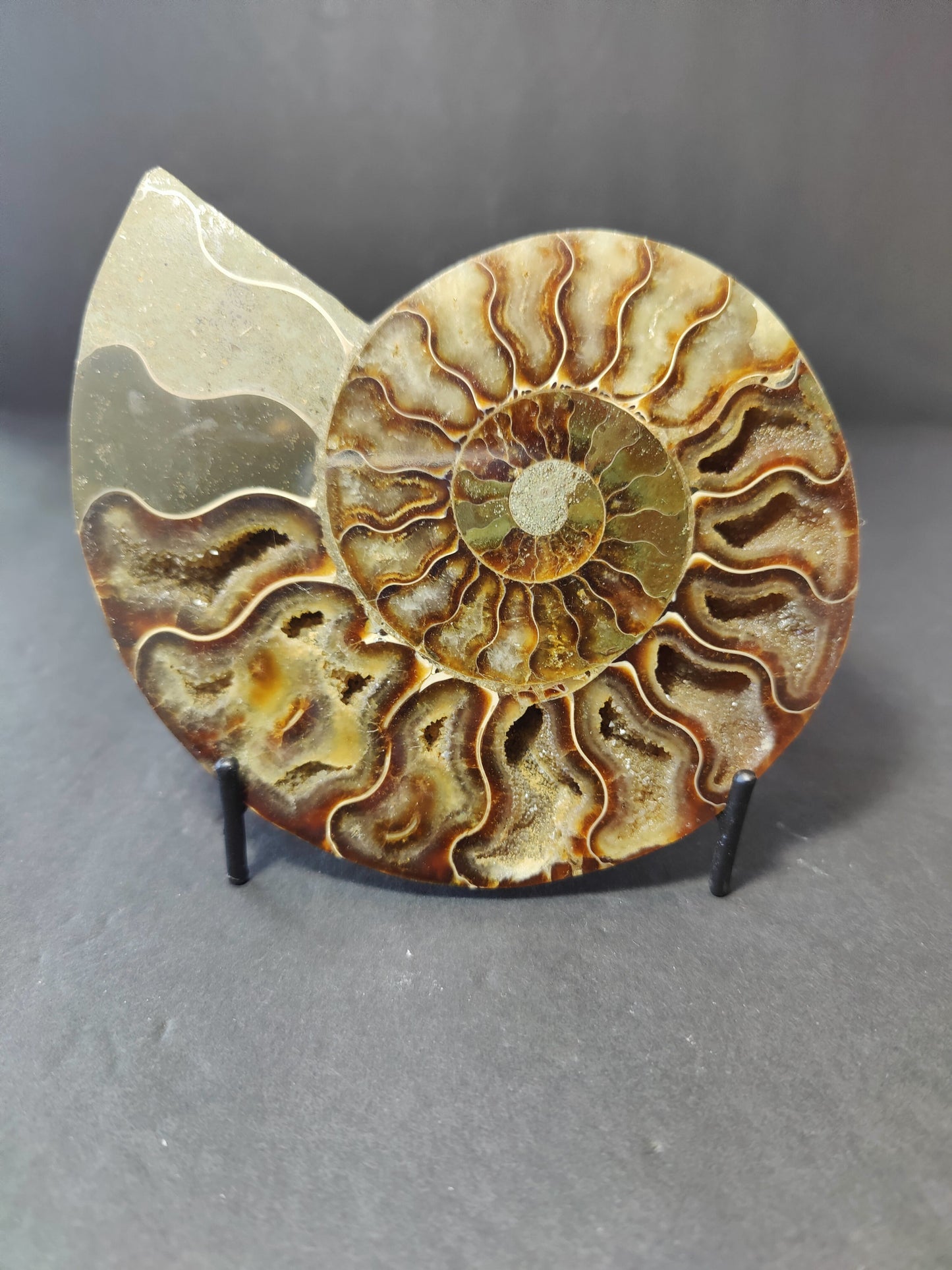 Polished Ammonite Fossil Half