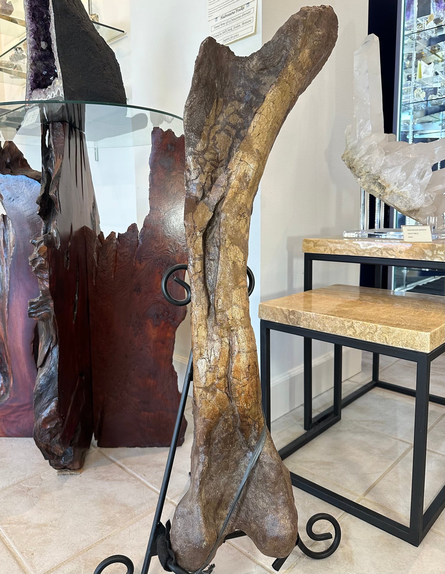 37" Hadrosaur Femur