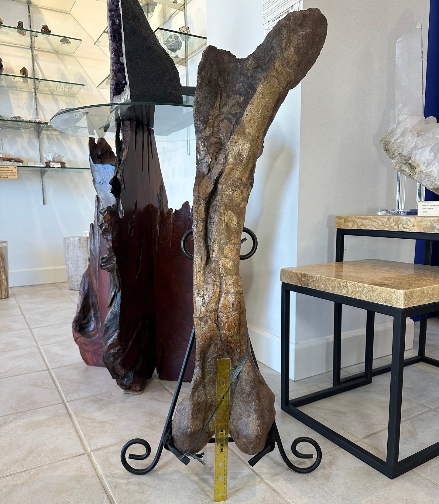 37" Hadrosaur Femur