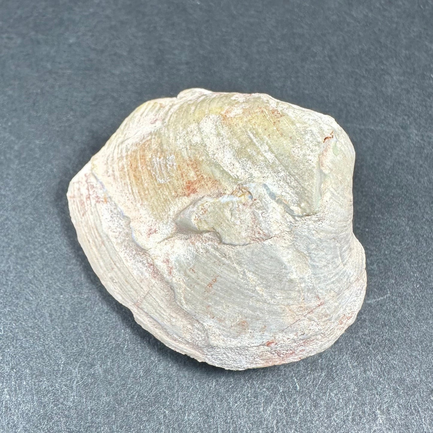 Natural Opalized Clam Shell