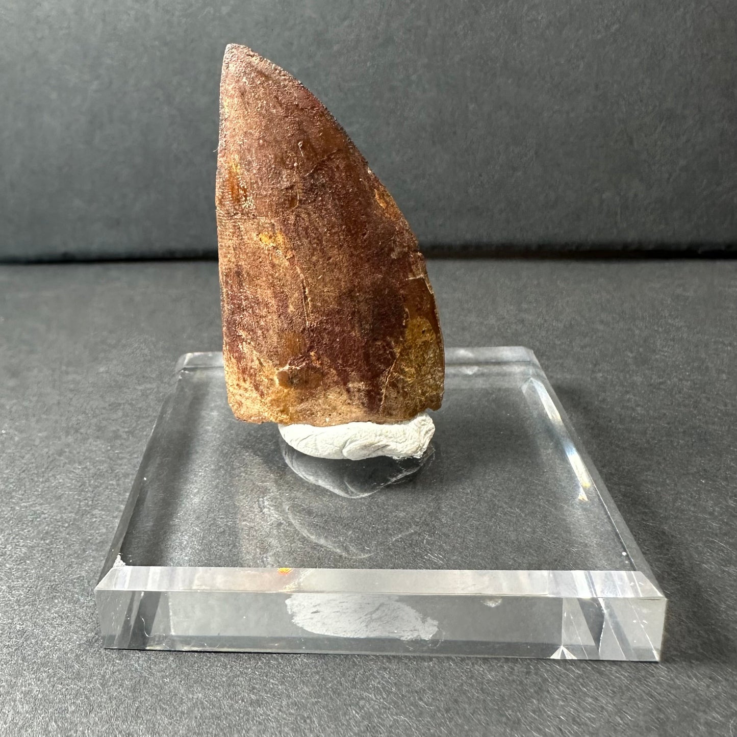Carcharodontosaurus Tooth 1.9" from Morocco