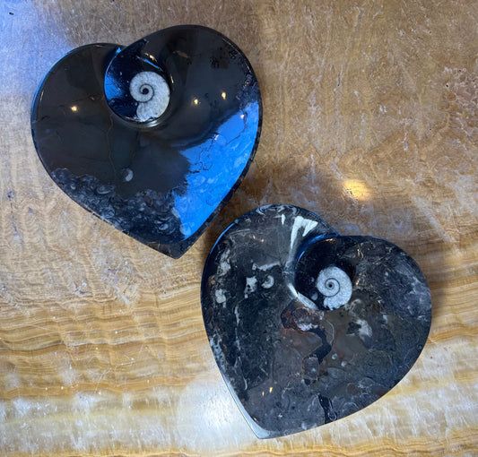 Ammonite & Orthoceras Fossils in Black Limestone Plate