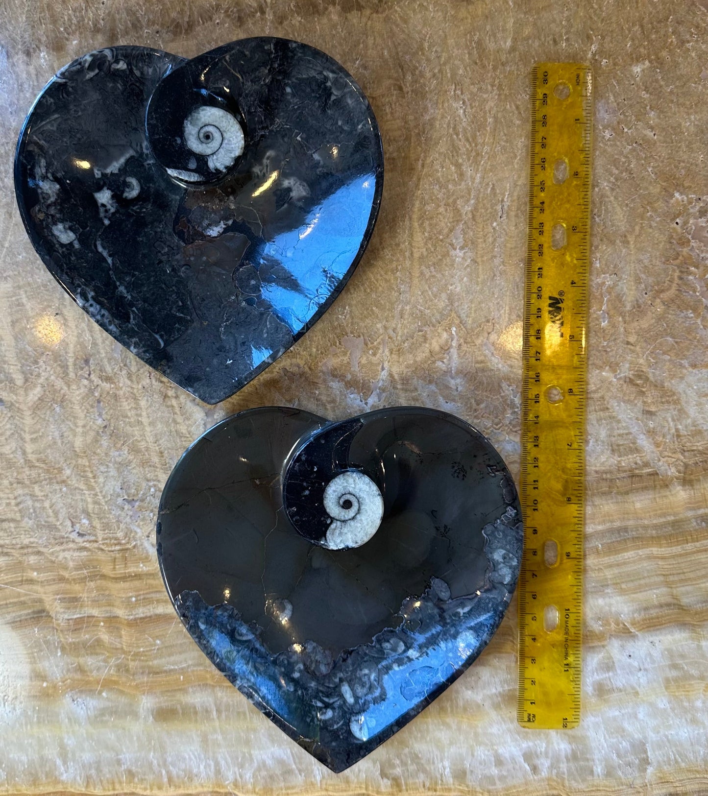 Ammonite & Orthoceras Fossils in Black Limestone Plate