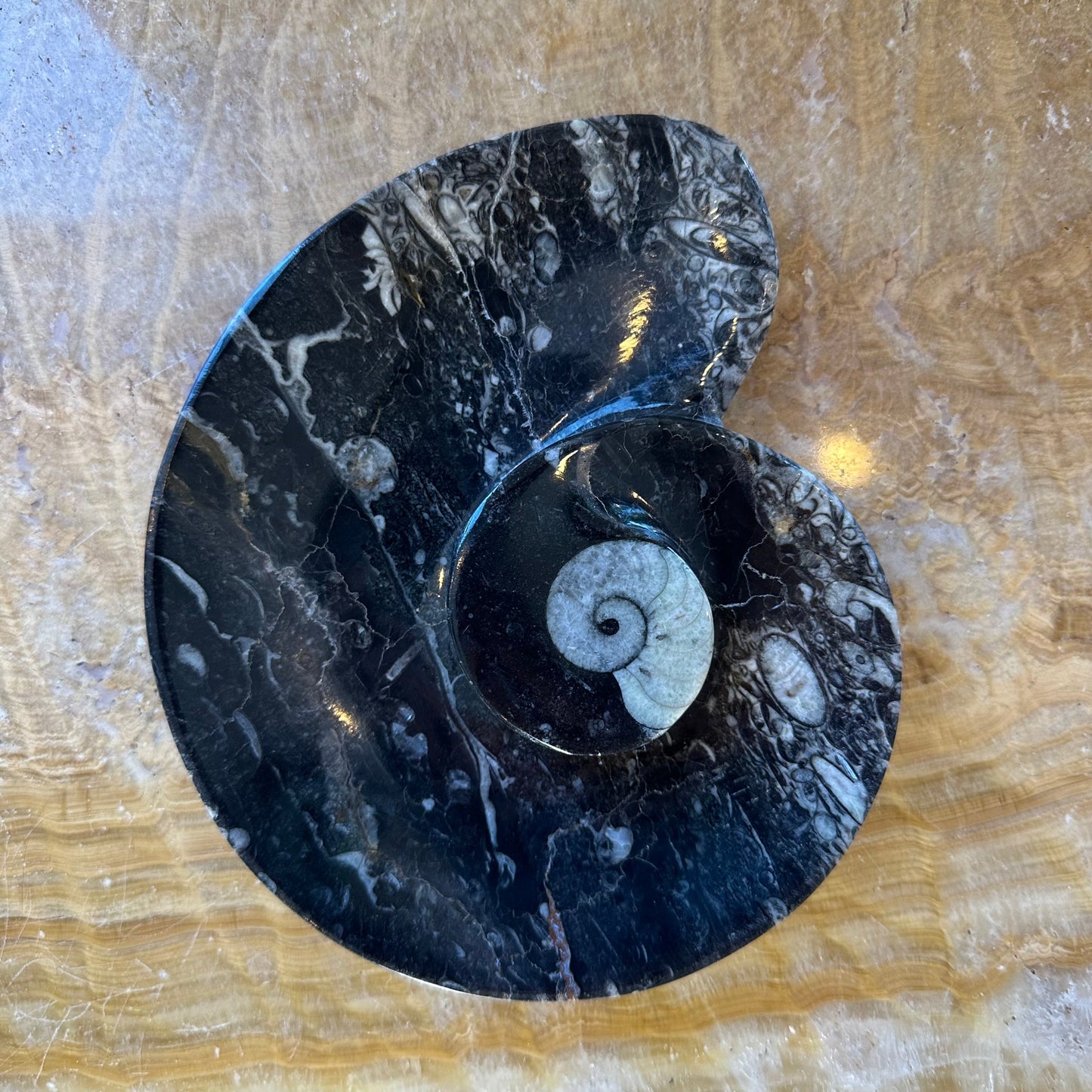 Ammonite & Orthoceras Fossils in Black Limestone Plate