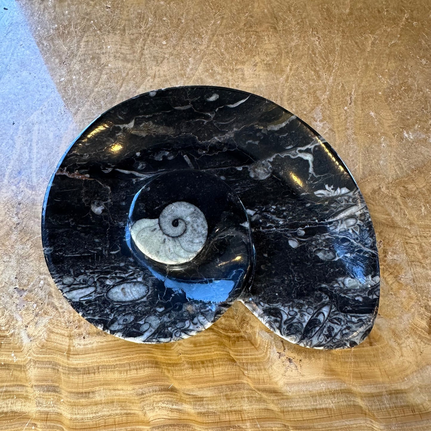 Ammonite & Orthoceras Fossils in Black Limestone Plate