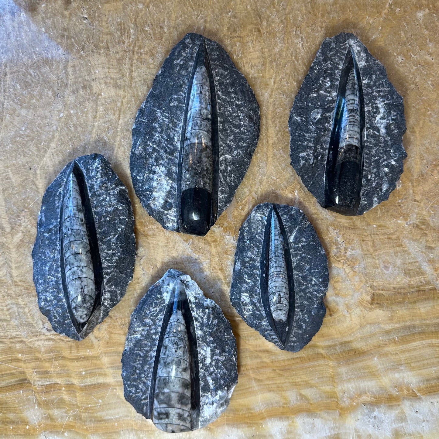 Orthoceras Fossil in Black Limestone