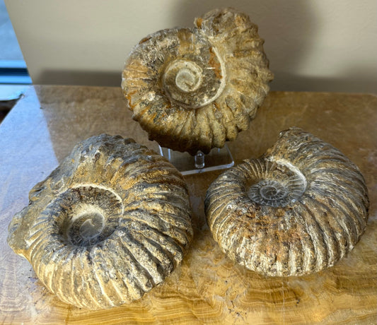 Ammonite Fossil from Morocco