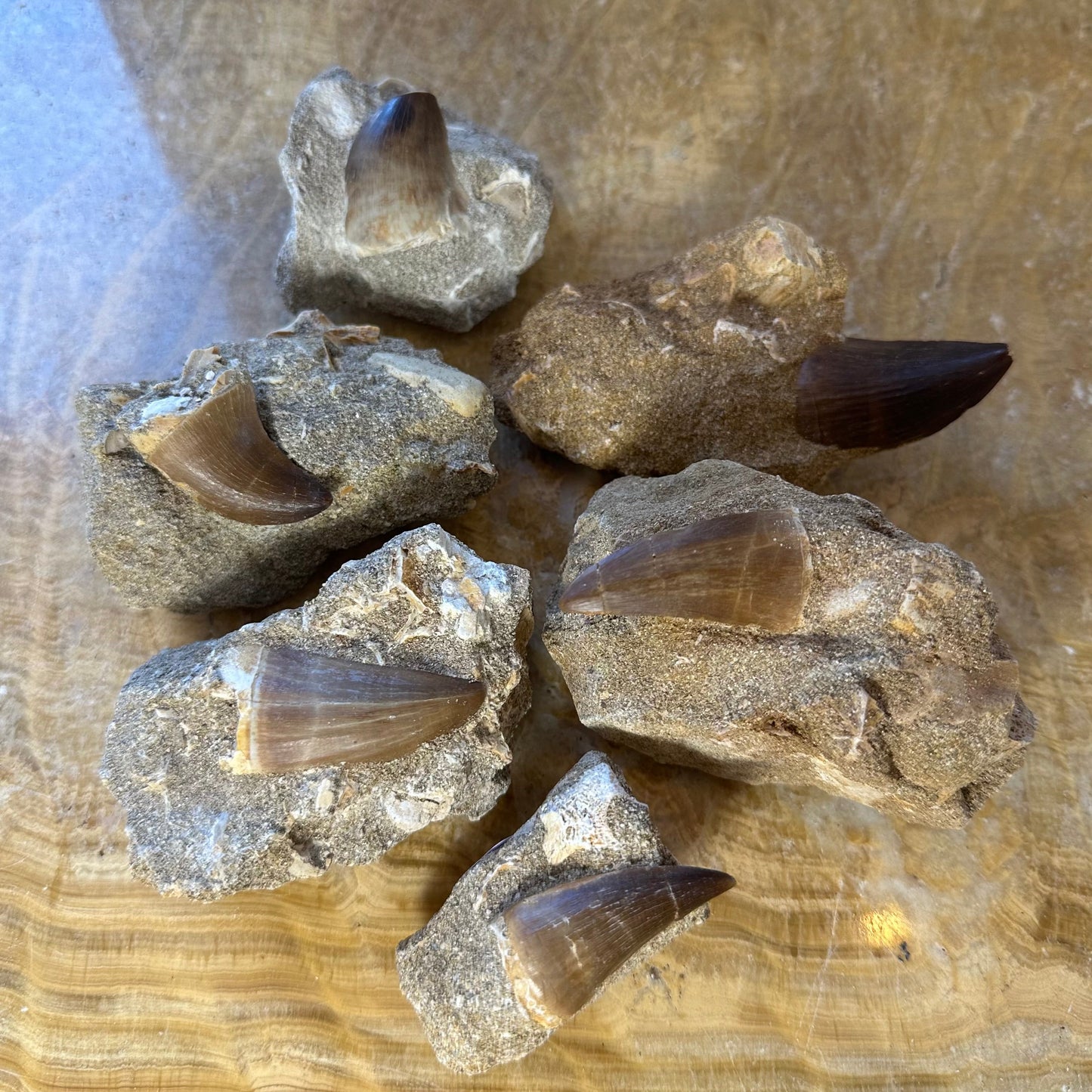 Mosasaur Tooth Fossil on Matrix from Morocco