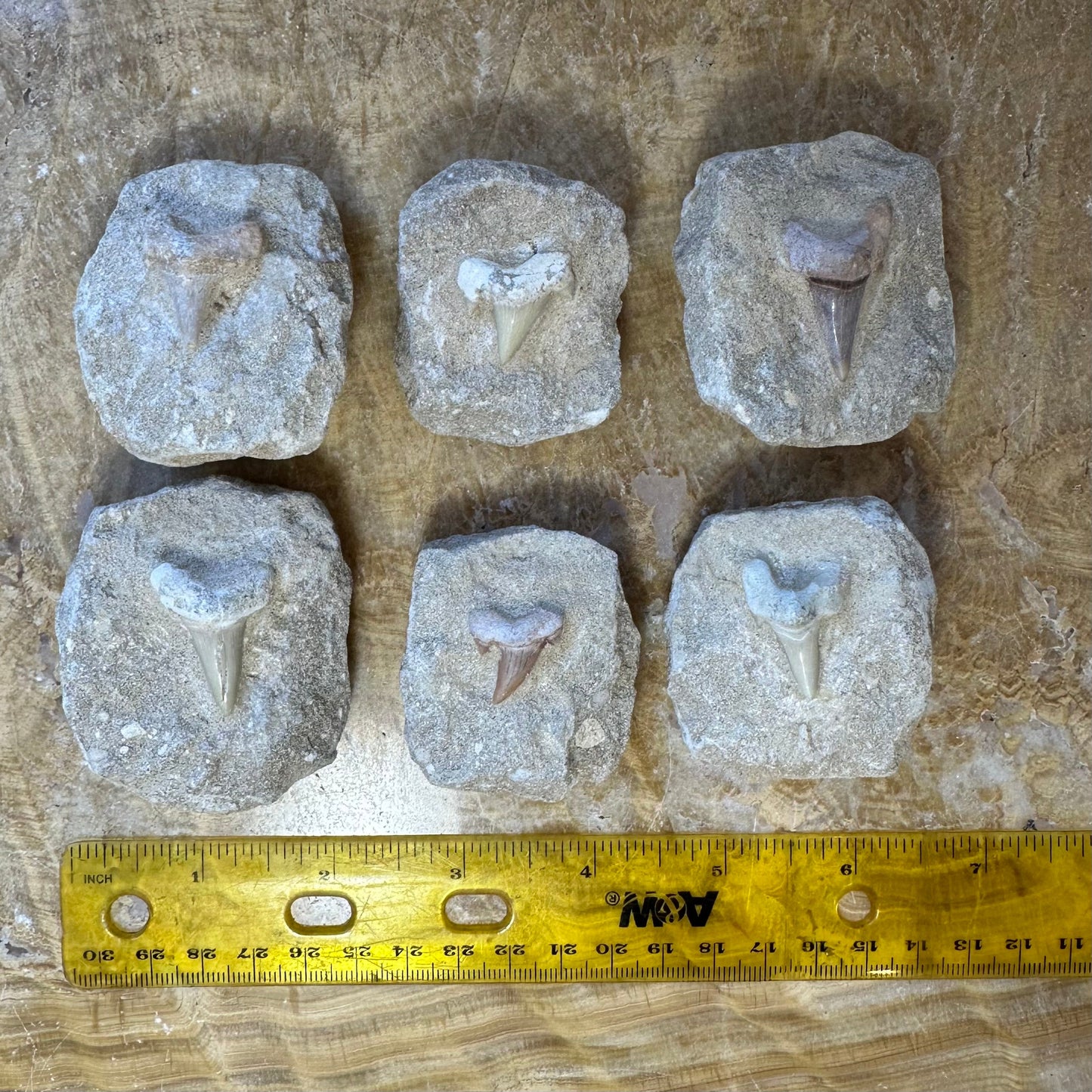 Otodus Obliquus Shark Tooth Fossil on Matrix