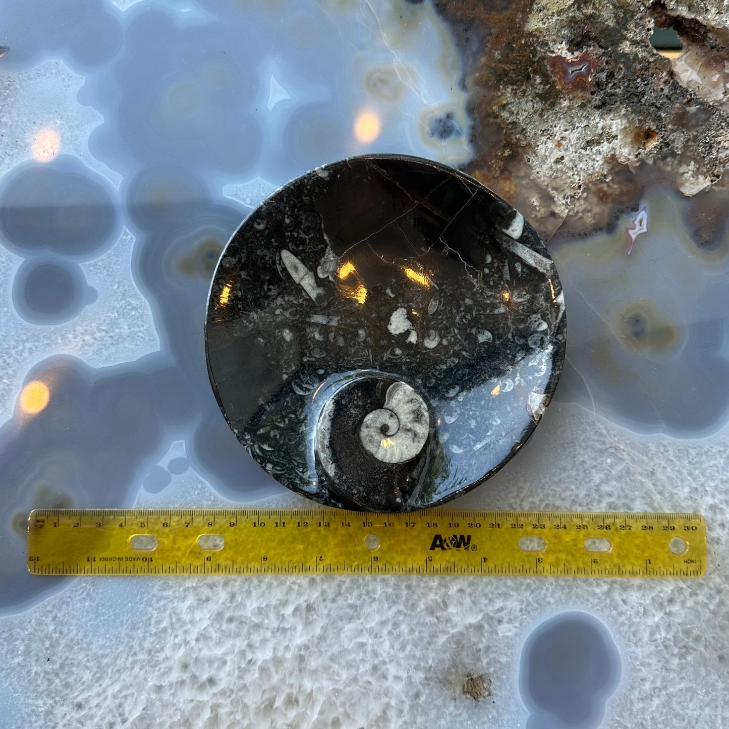 Ammonite & Orthoceras Fossils in Black Limestone Plate