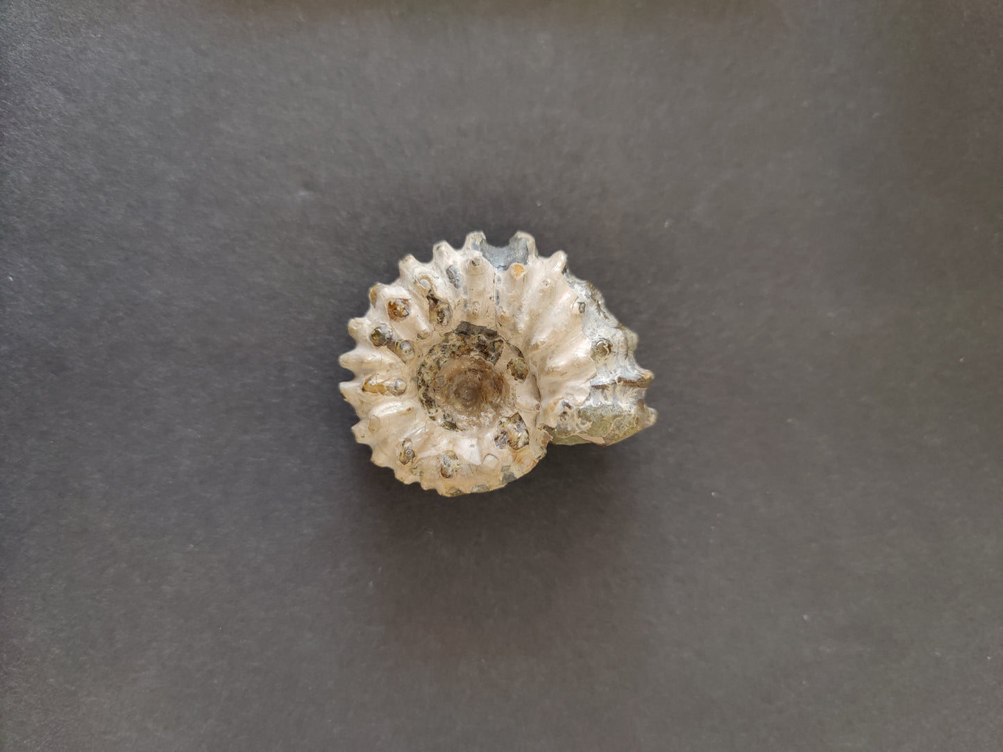 Polished Ammonite Fossil, Early Cretaceous, Madagascar