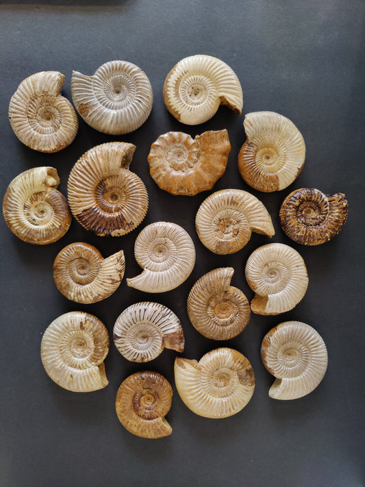 Polished Ammonite Fossil, Late Jurassic, Madagascar