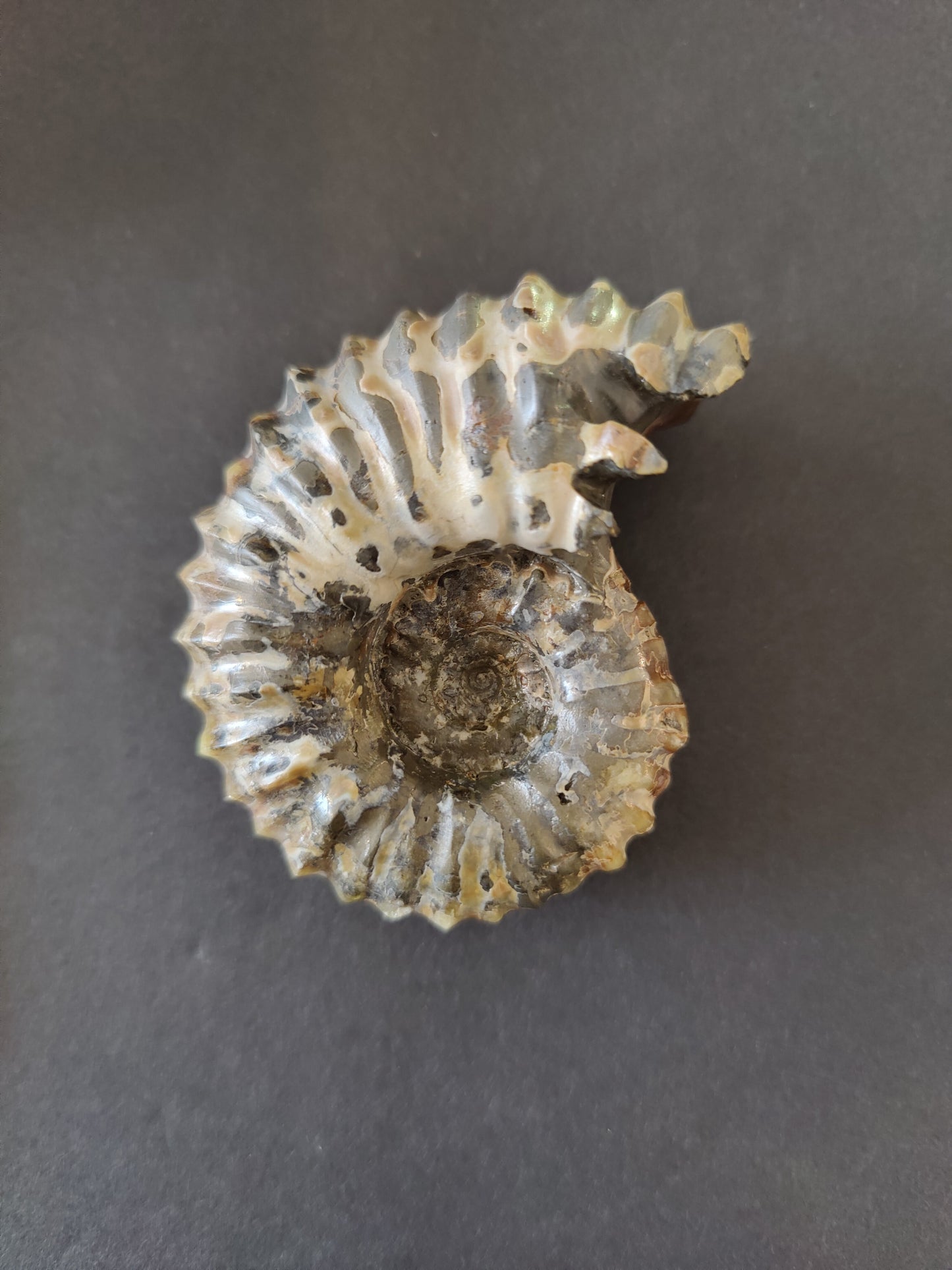 Polished Ammonite Fossil, Early Cretaceous, Madagascar