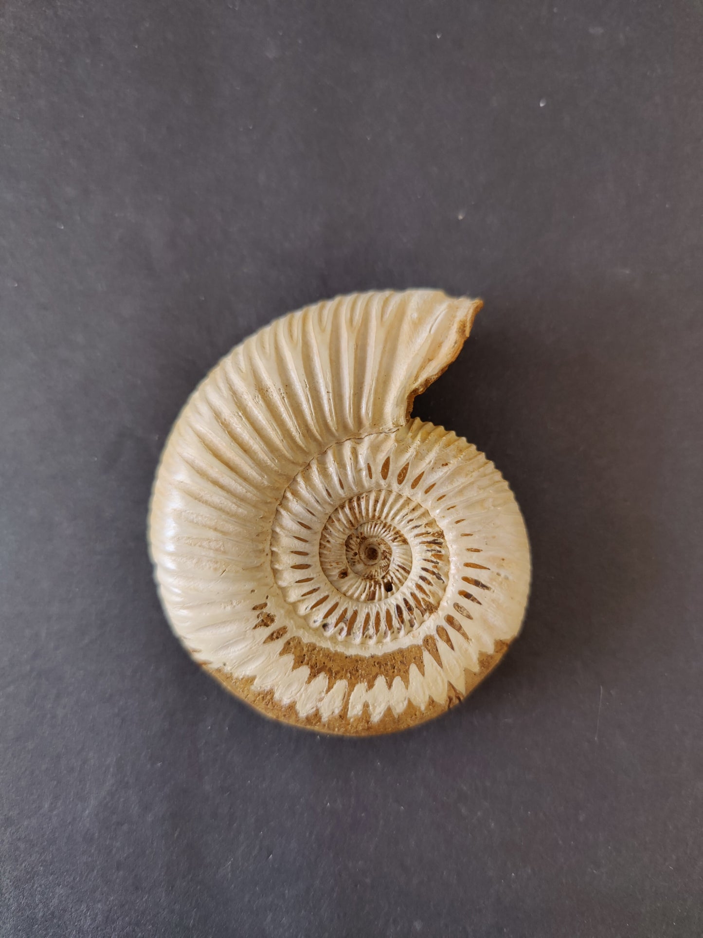 Polished Ammonite Fossil, Late Jurassic, Madagascar