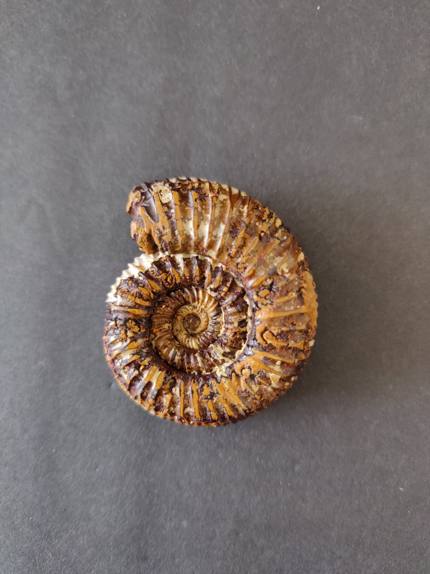 Polished Ammonite Fossil, Late Jurassic, Madagascar