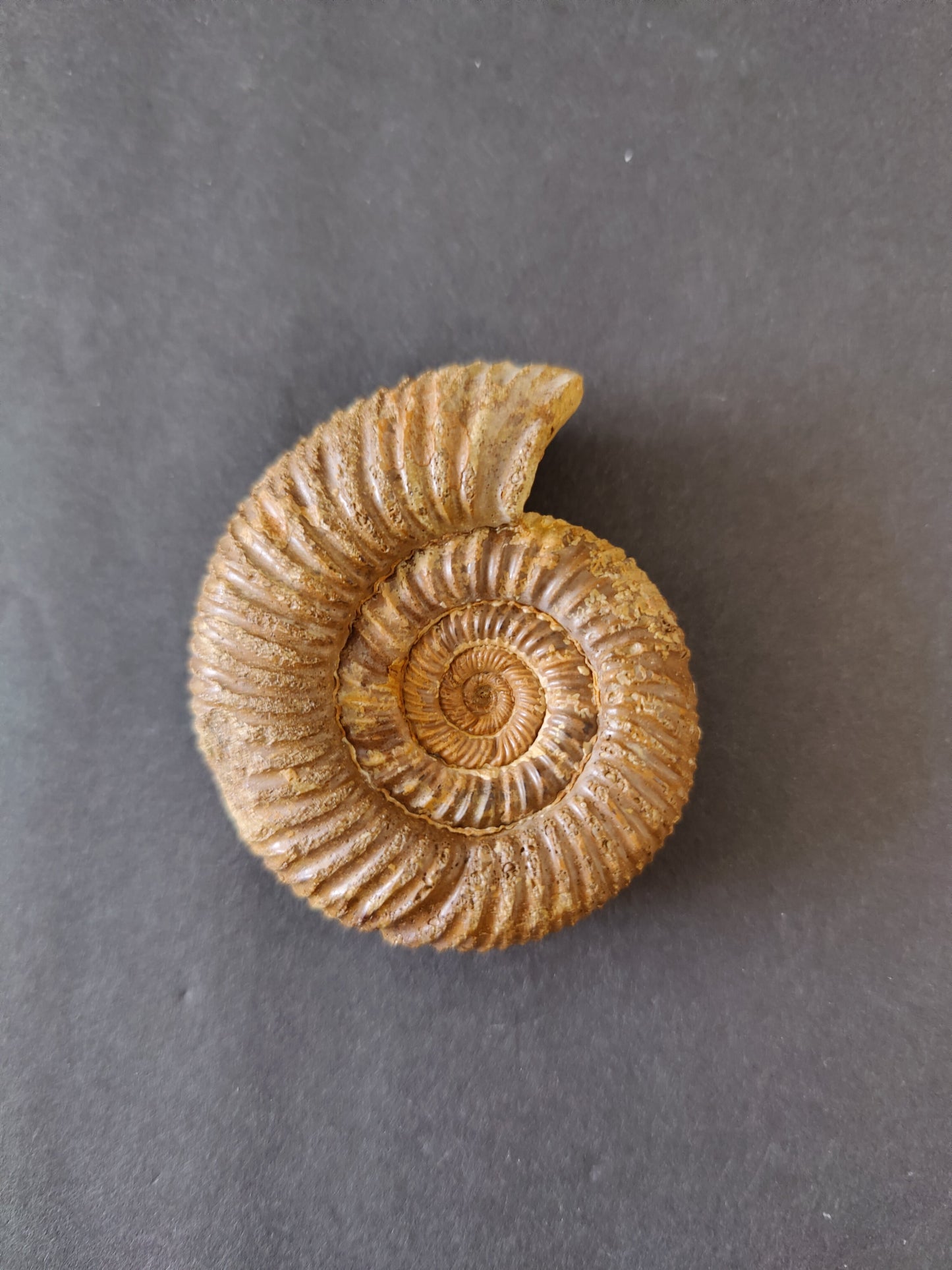 Polished Ammonite Fossil, Late Jurassic, Madagascar