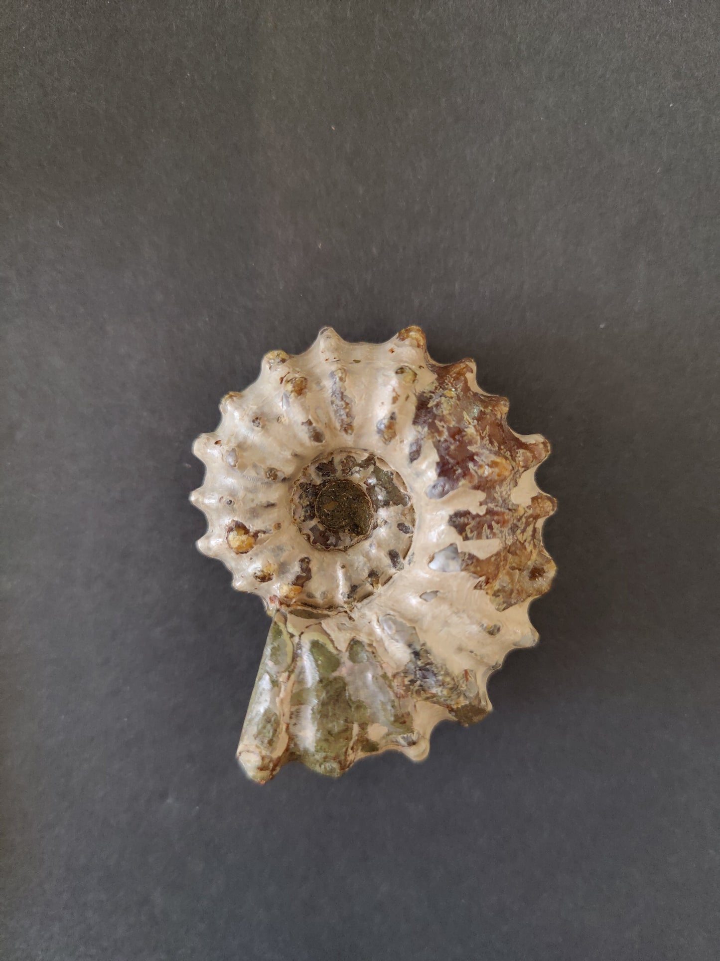 Polished Ammonite Fossil, Early Cretaceous, Madagascar