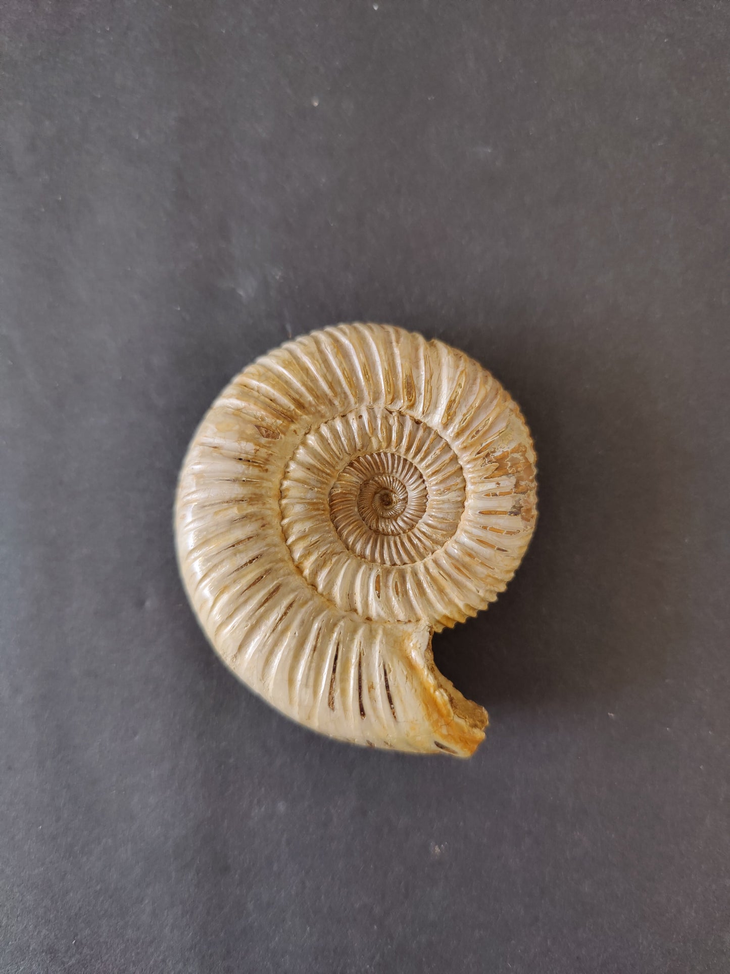 Polished Ammonite Fossil, Late Jurassic, Madagascar