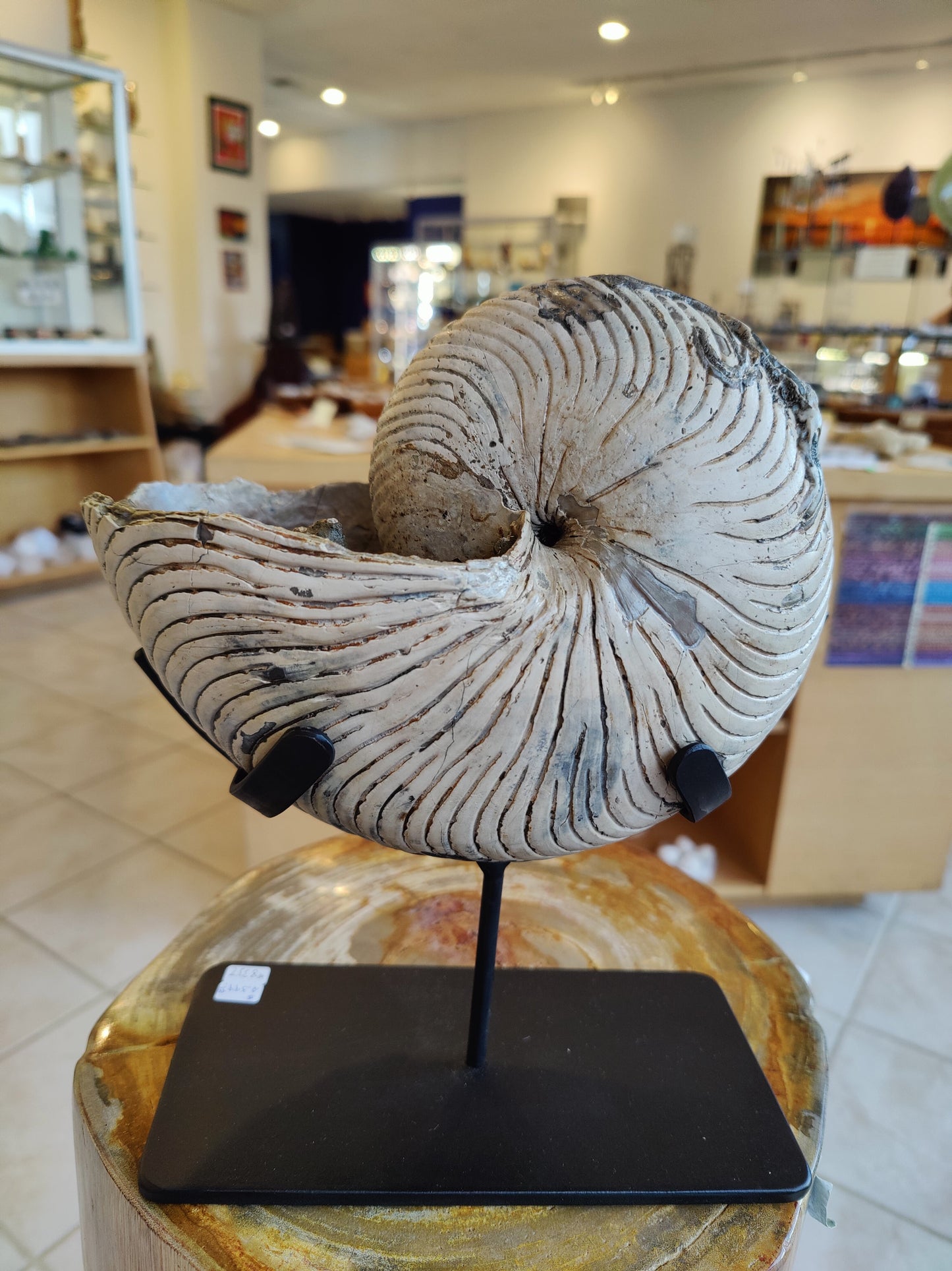 Nautiloid Fossil with Display Stand, Early Cretaceous, Madagascar