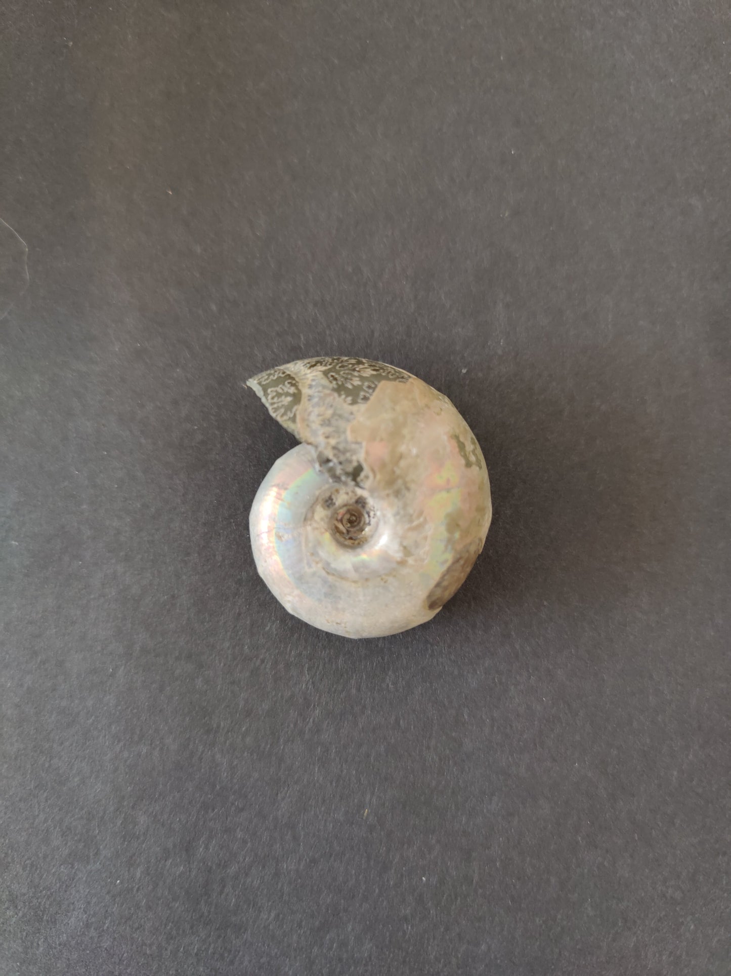 Polished Ammonite Fossil, Early Cretaceous, Madagascar