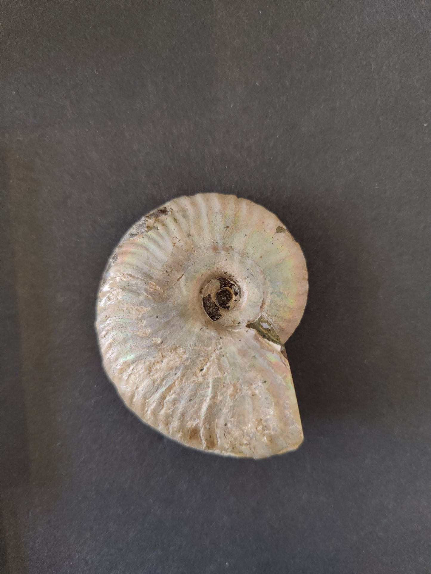 Polished Ammonite Fossil, Early Cretaceous, Madagascar