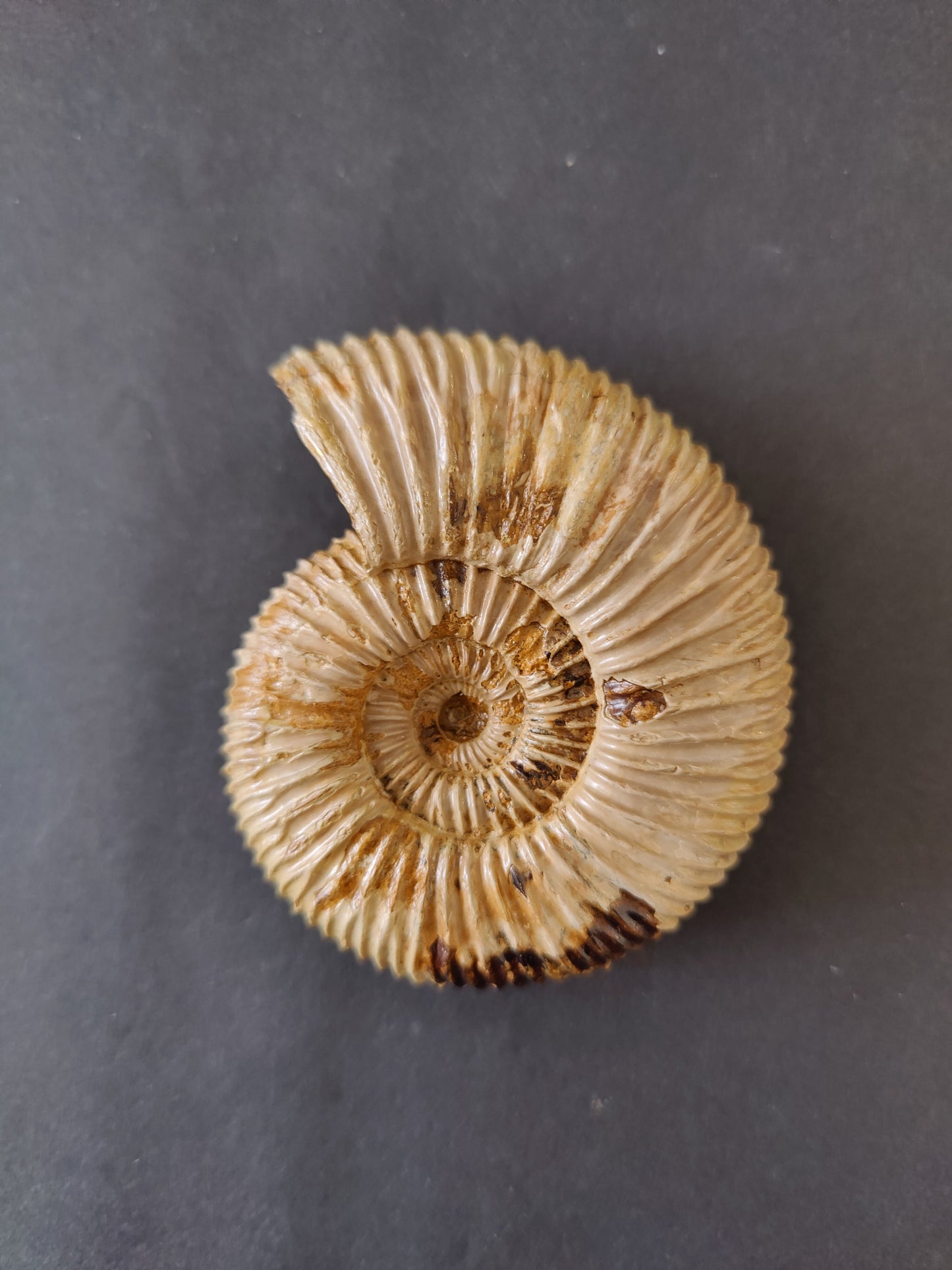 Polished Ammonite Fossil, Late Jurassic, Madagascar