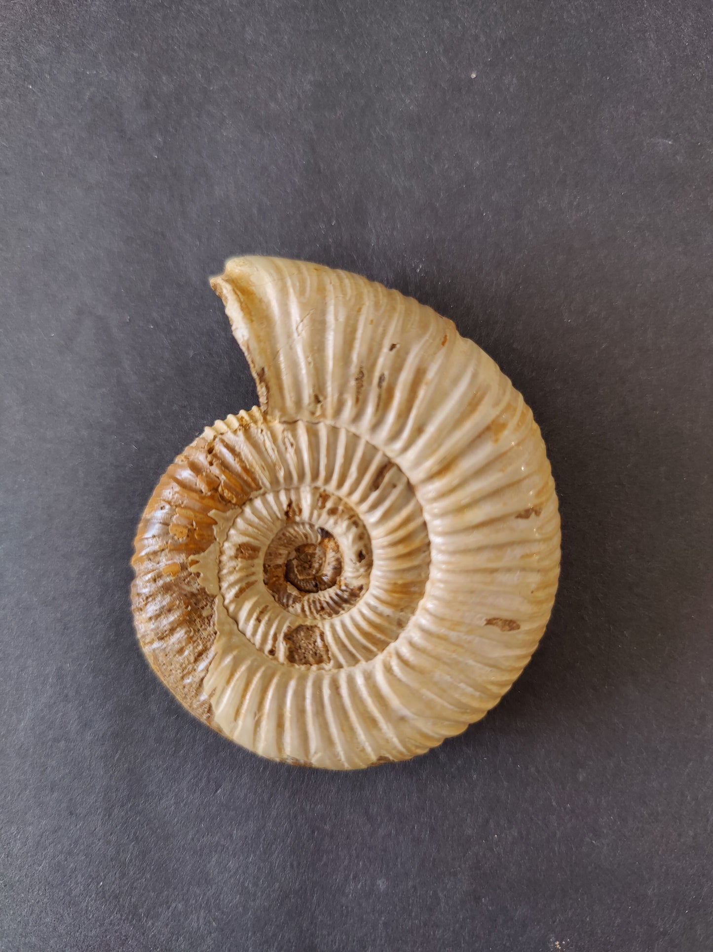 Polished Ammonite Fossil, Late Jurassic, Madagascar