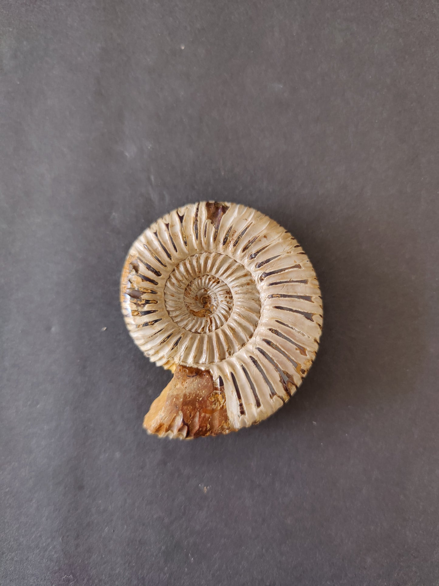 Polished Ammonite Fossil, Late Jurassic, Madagascar