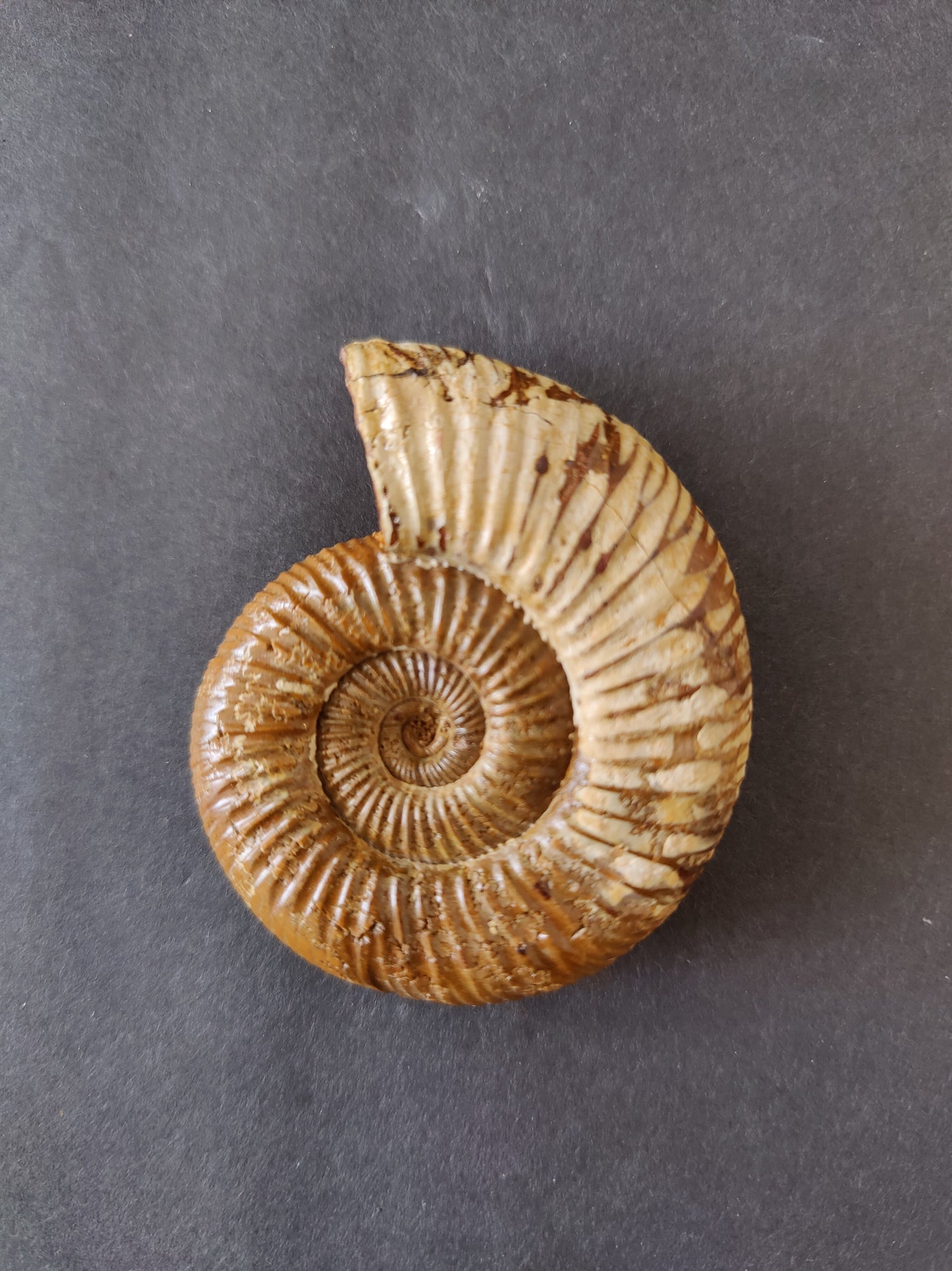 Polished Ammonite Fossil, Late Jurassic, Madagascar