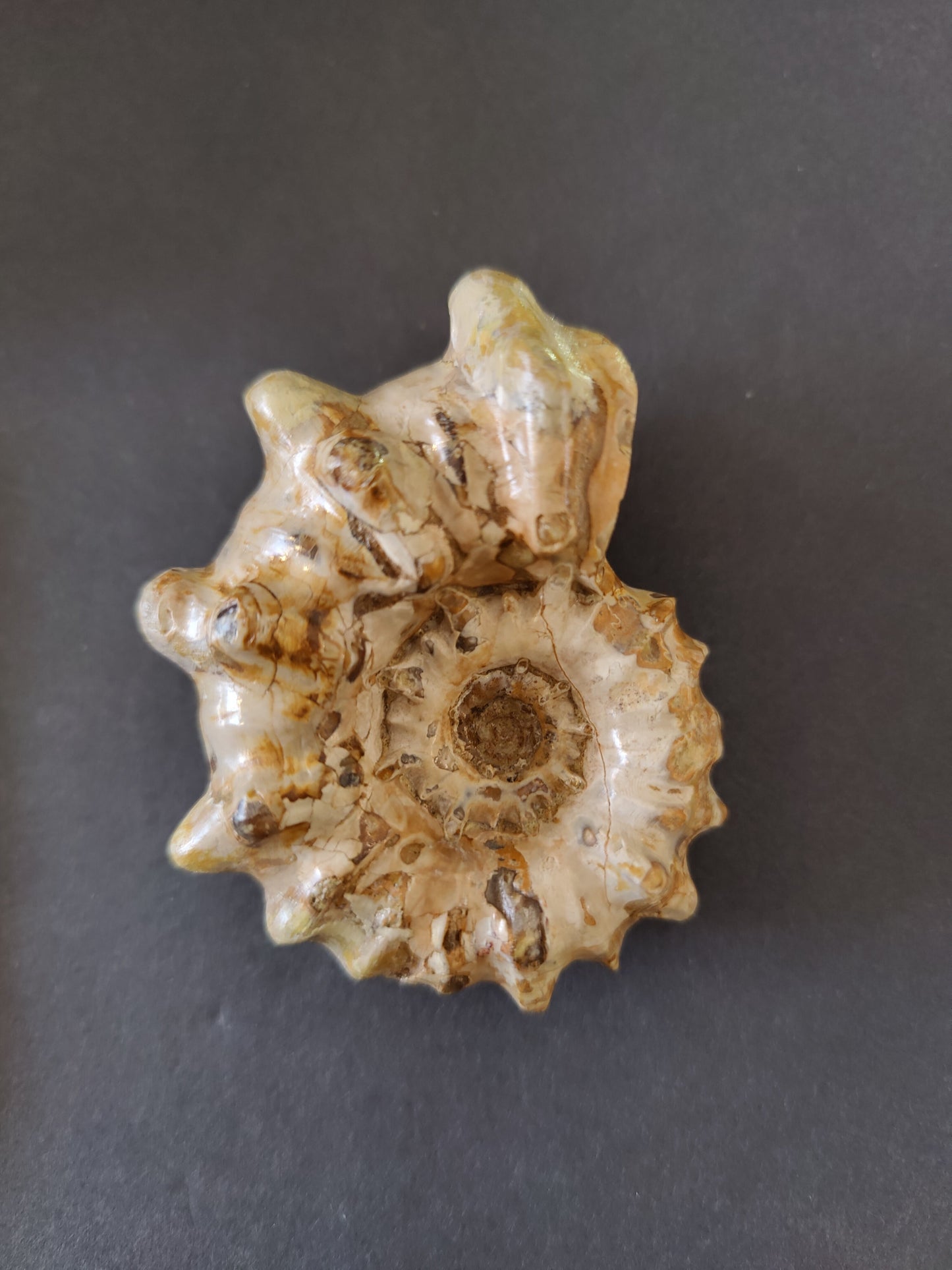 Polished Ammonite Fossil, Early Cretaceous, Madagascar