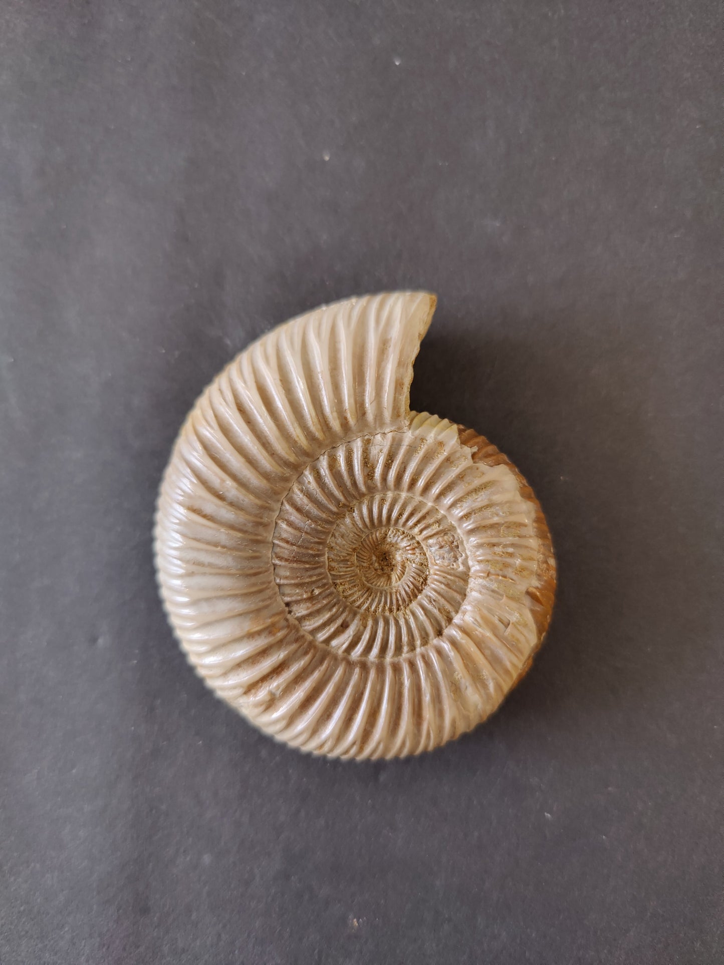 Polished Ammonite Fossil, Late Jurassic, Madagascar