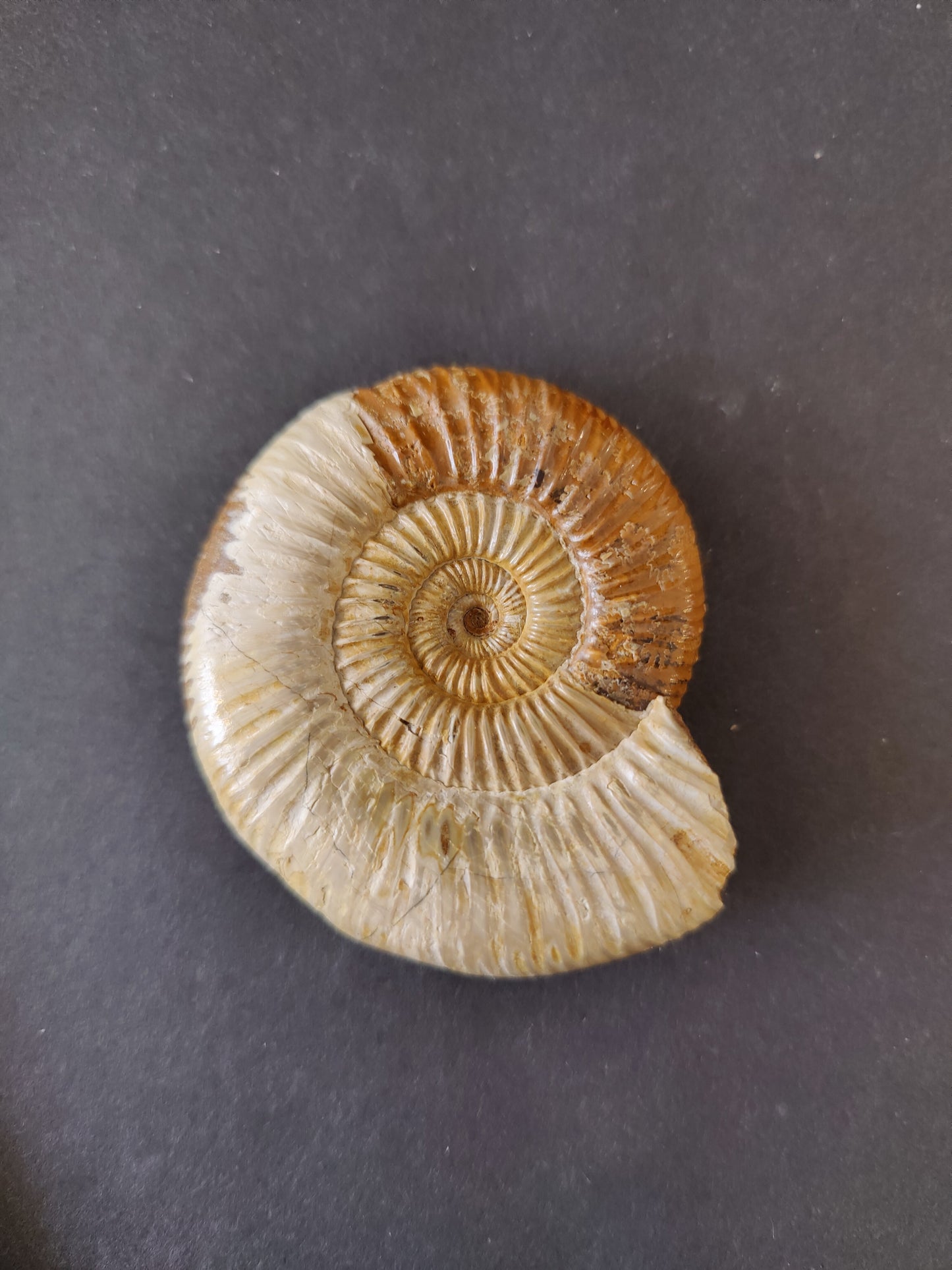 Polished Ammonite Fossil, Late Jurassic, Madagascar