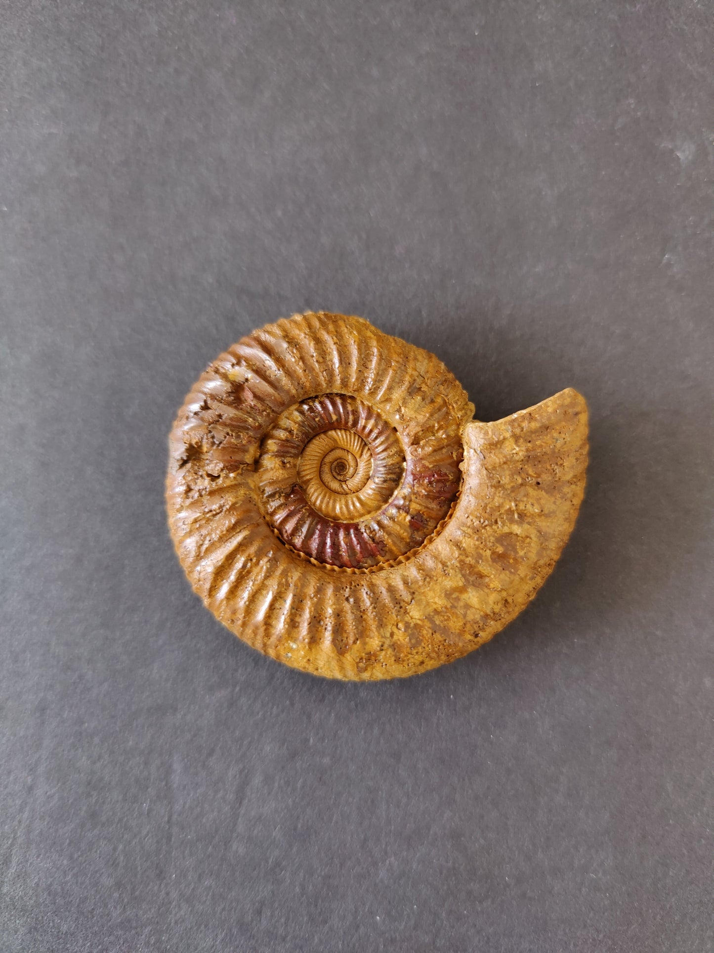 Polished Ammonite Fossil, Late Jurassic, Madagascar